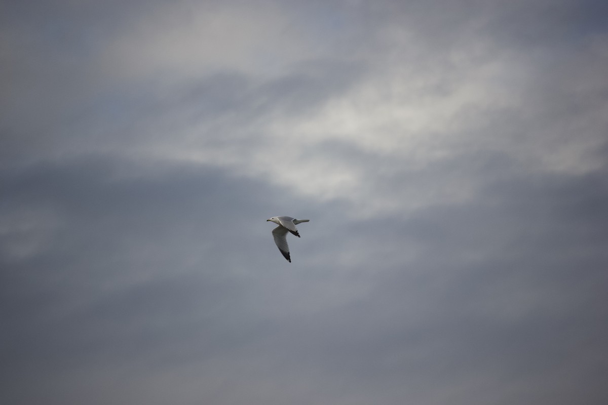 Ring-billed Gull - ML615732295