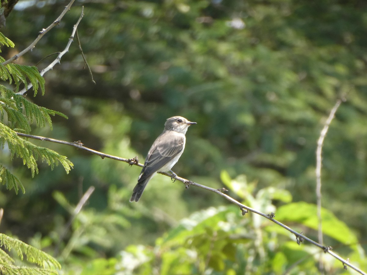 Spotted Flycatcher - Jennifer Munley