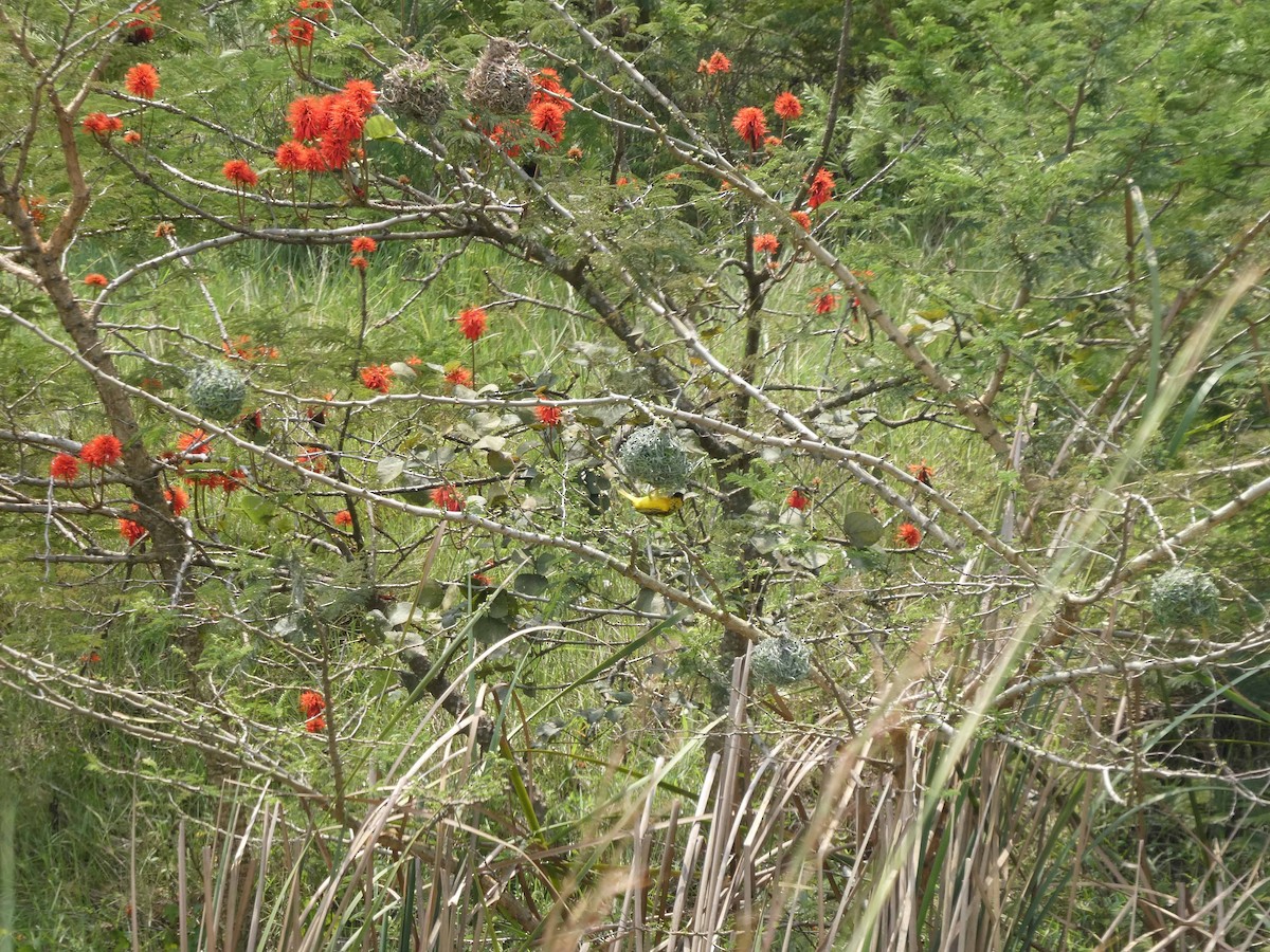 Village Weaver - ML615732330