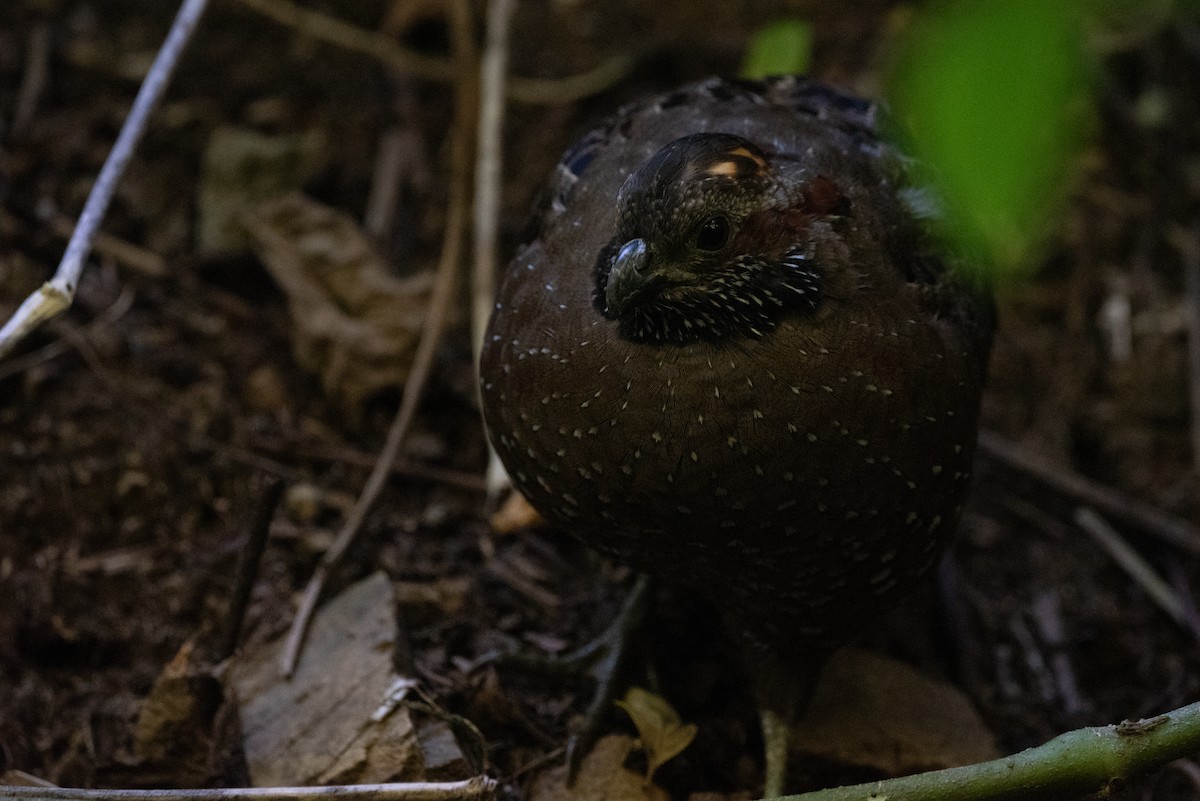 Spotted Wood-Quail - Philippe Hénault