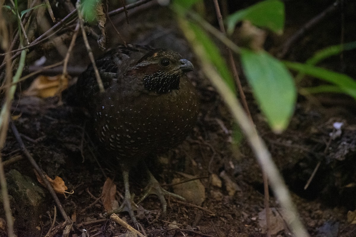 Spotted Wood-Quail - ML615732366