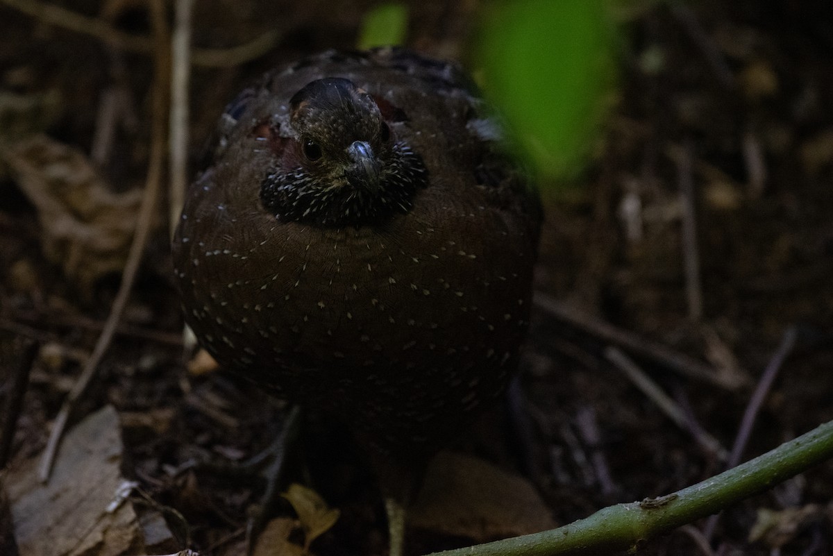 Spotted Wood-Quail - Philippe Hénault