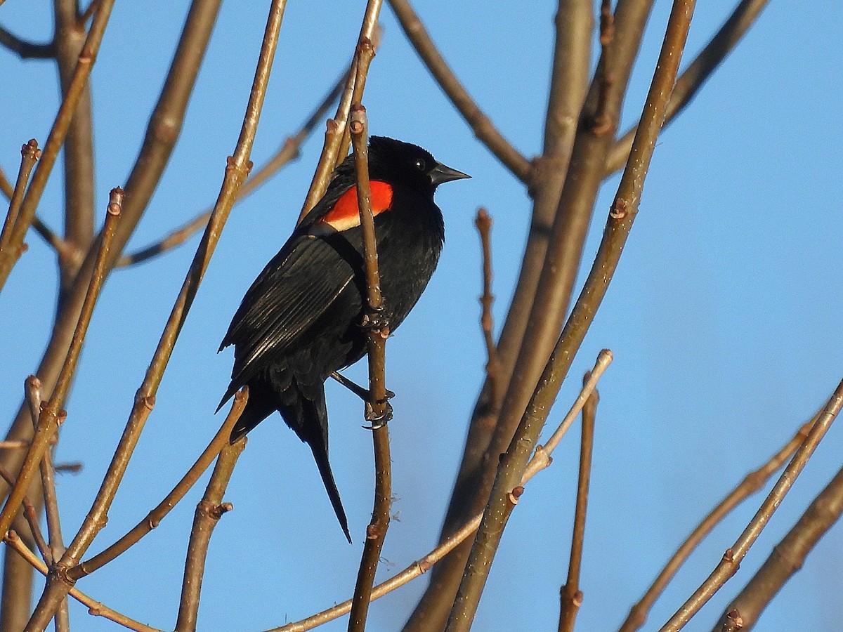 Red-winged Blackbird - ML615732372