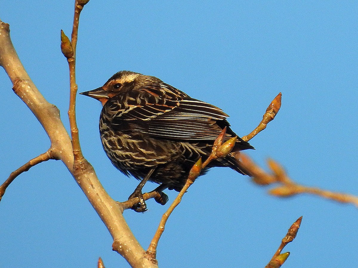 Red-winged Blackbird - ML615732373