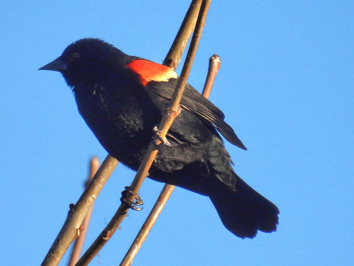 Red-winged Blackbird - Isaac Petrowitz