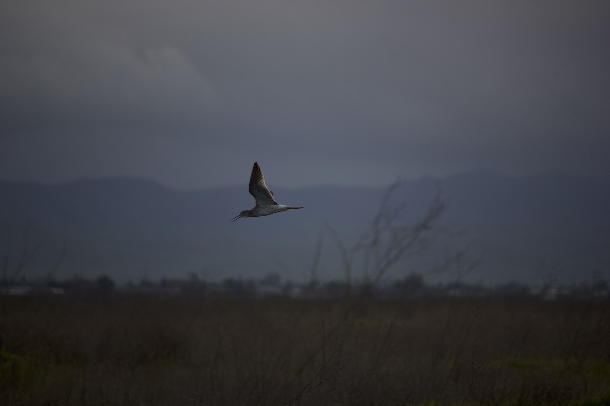 Greater Yellowlegs - ML615732377