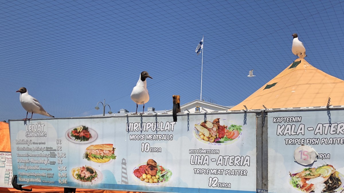 Black-headed Gull - ML615732381