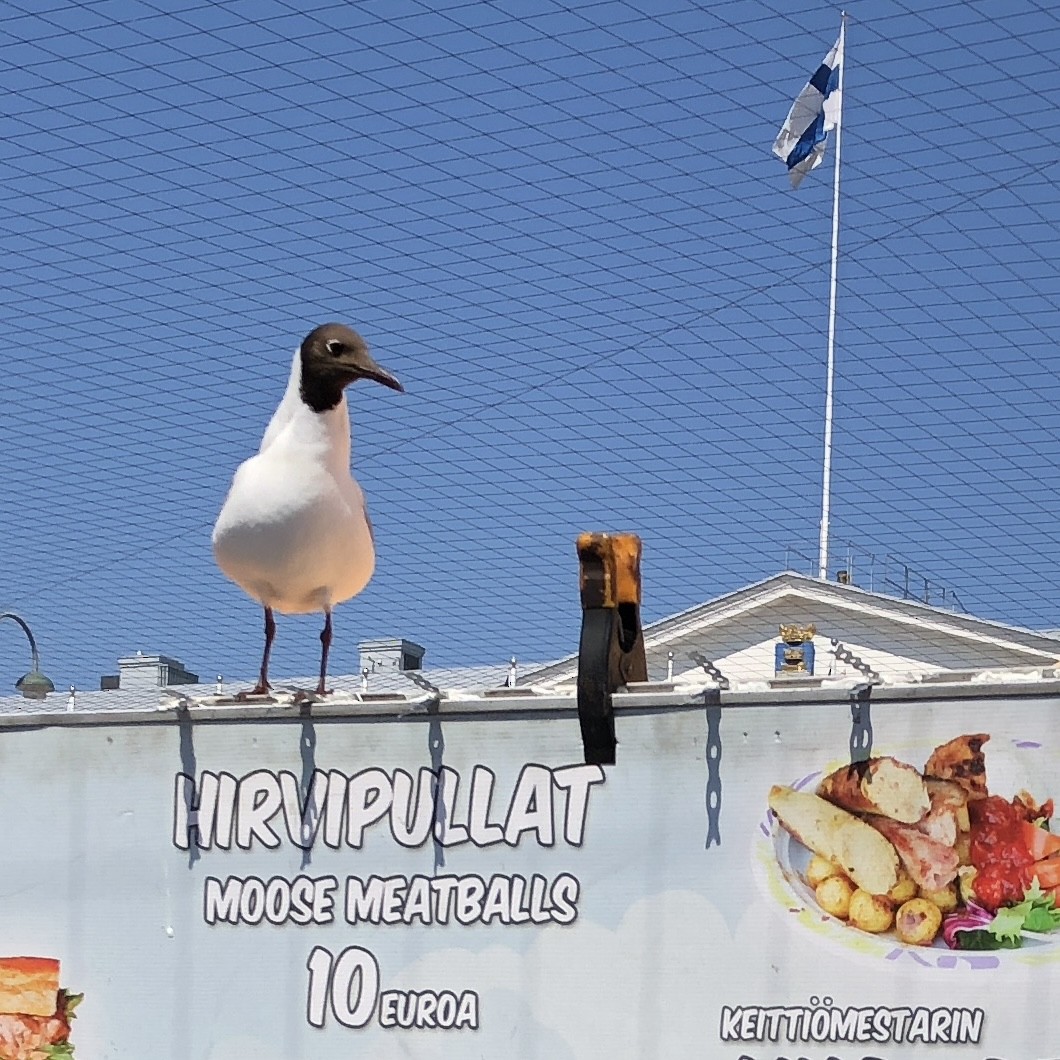 Black-headed Gull - ML615732391