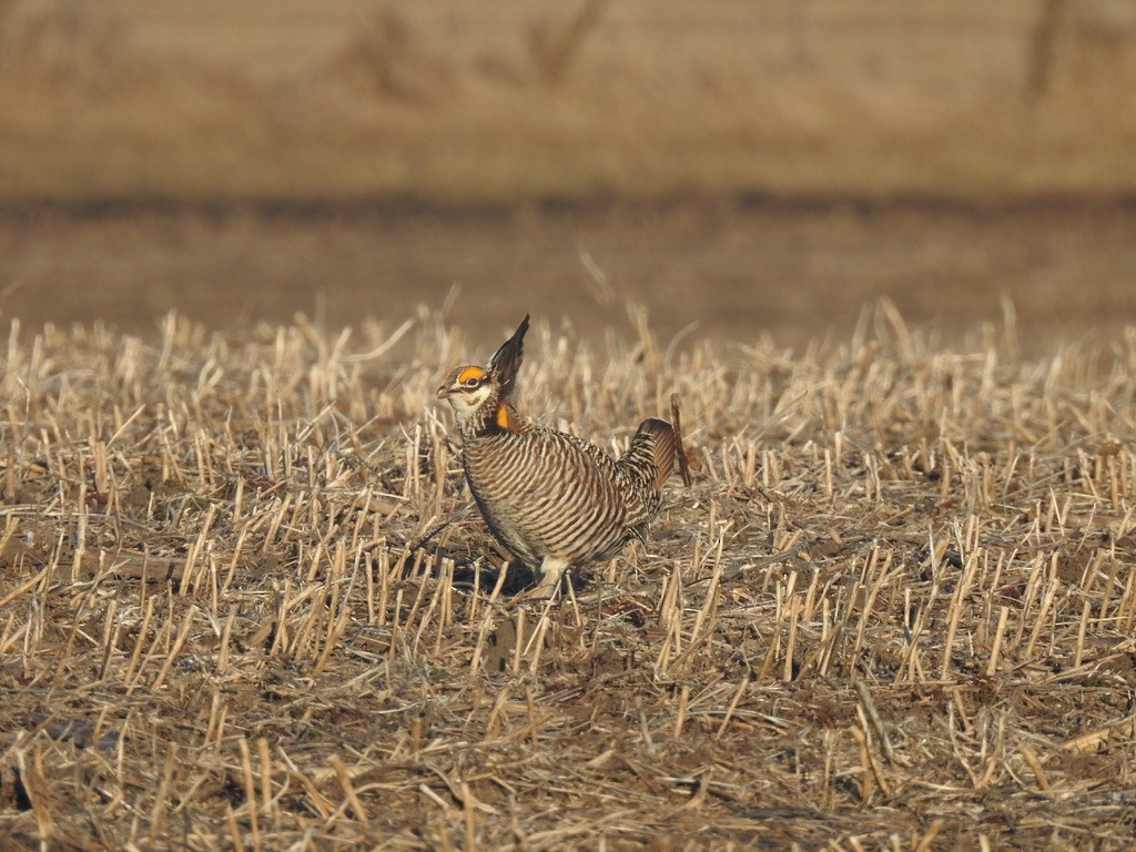 ソウゲンライチョウ - ML615732399