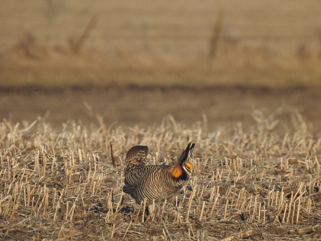 ソウゲンライチョウ - ML615732401