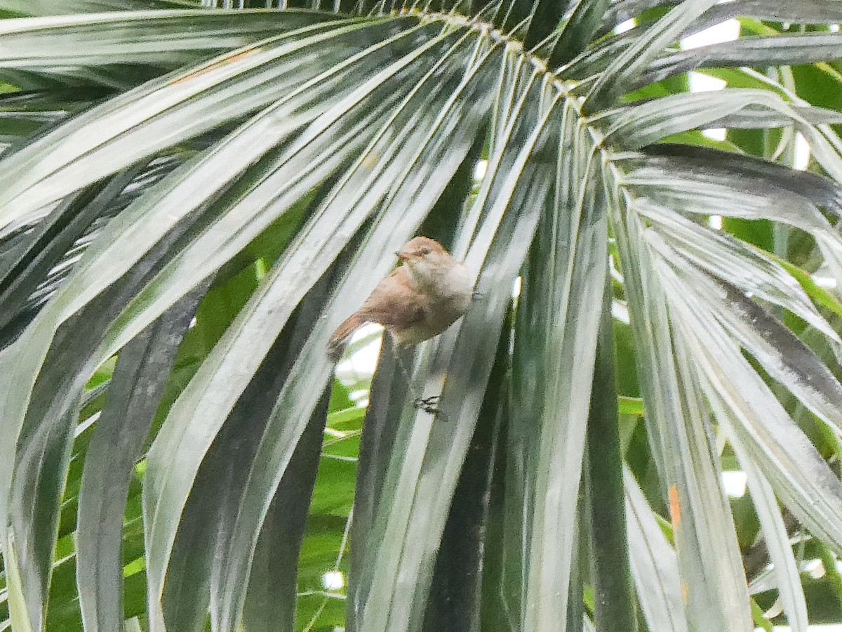 Common Reed Warbler - ML615732406