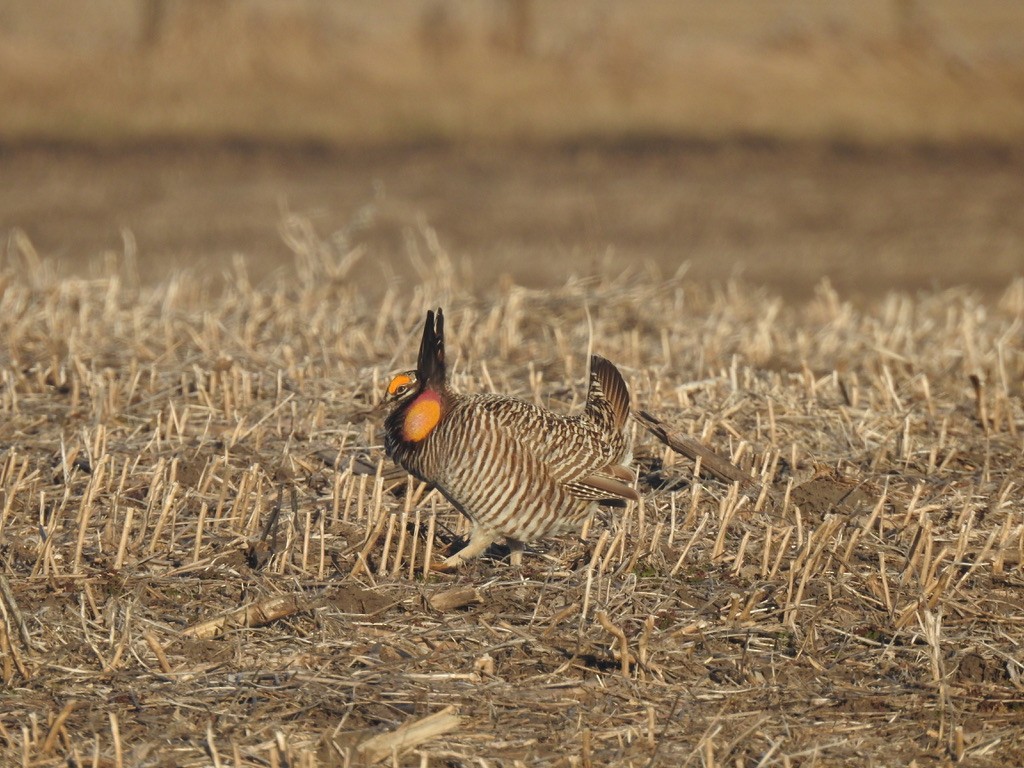 Greater Prairie-Chicken - ML615732408