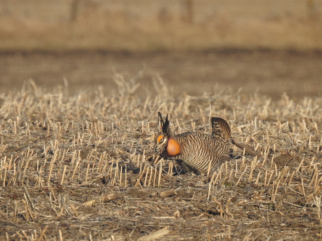ソウゲンライチョウ - ML615732426