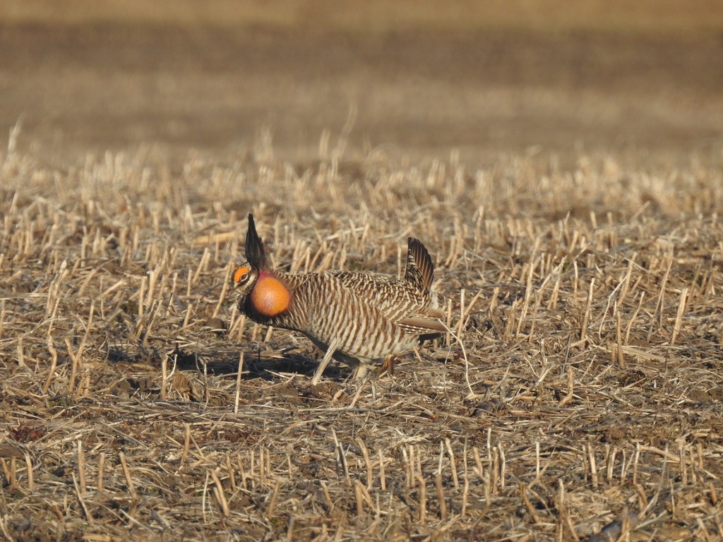 ソウゲンライチョウ - ML615732429