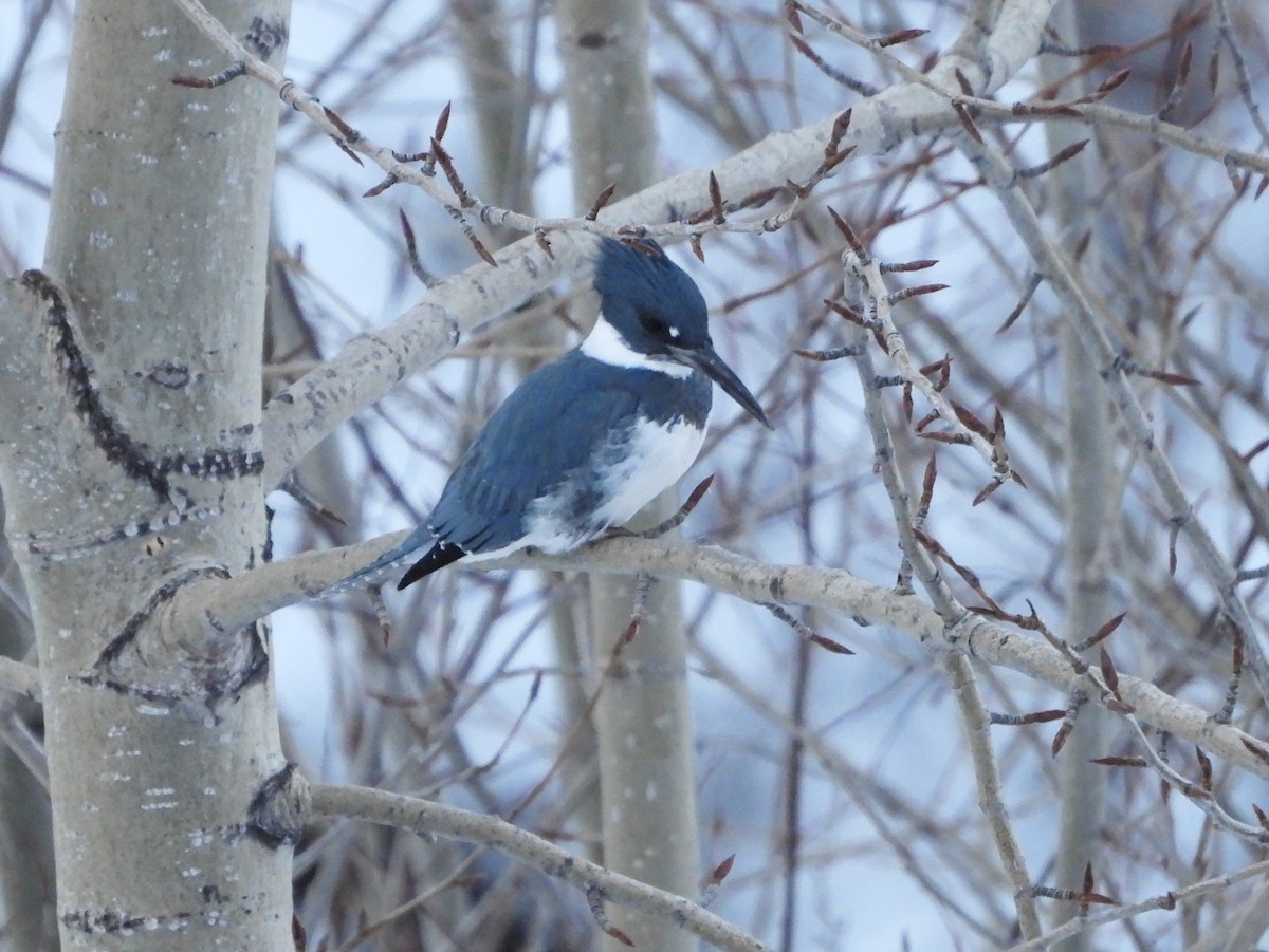 Belted Kingfisher - ML615732433