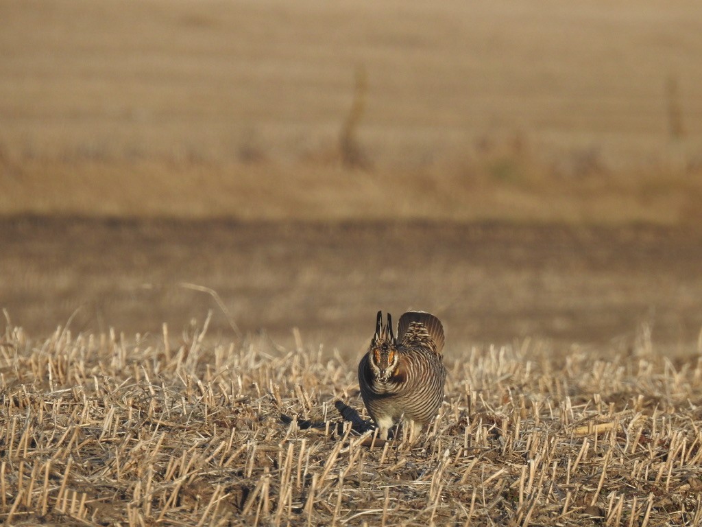 ソウゲンライチョウ - ML615732446