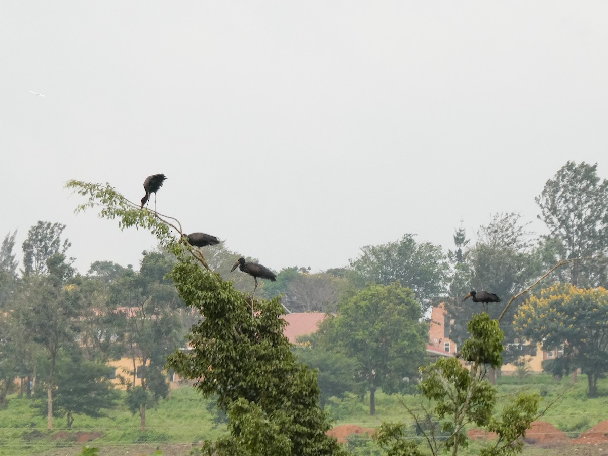 African Openbill - Jennifer Munley