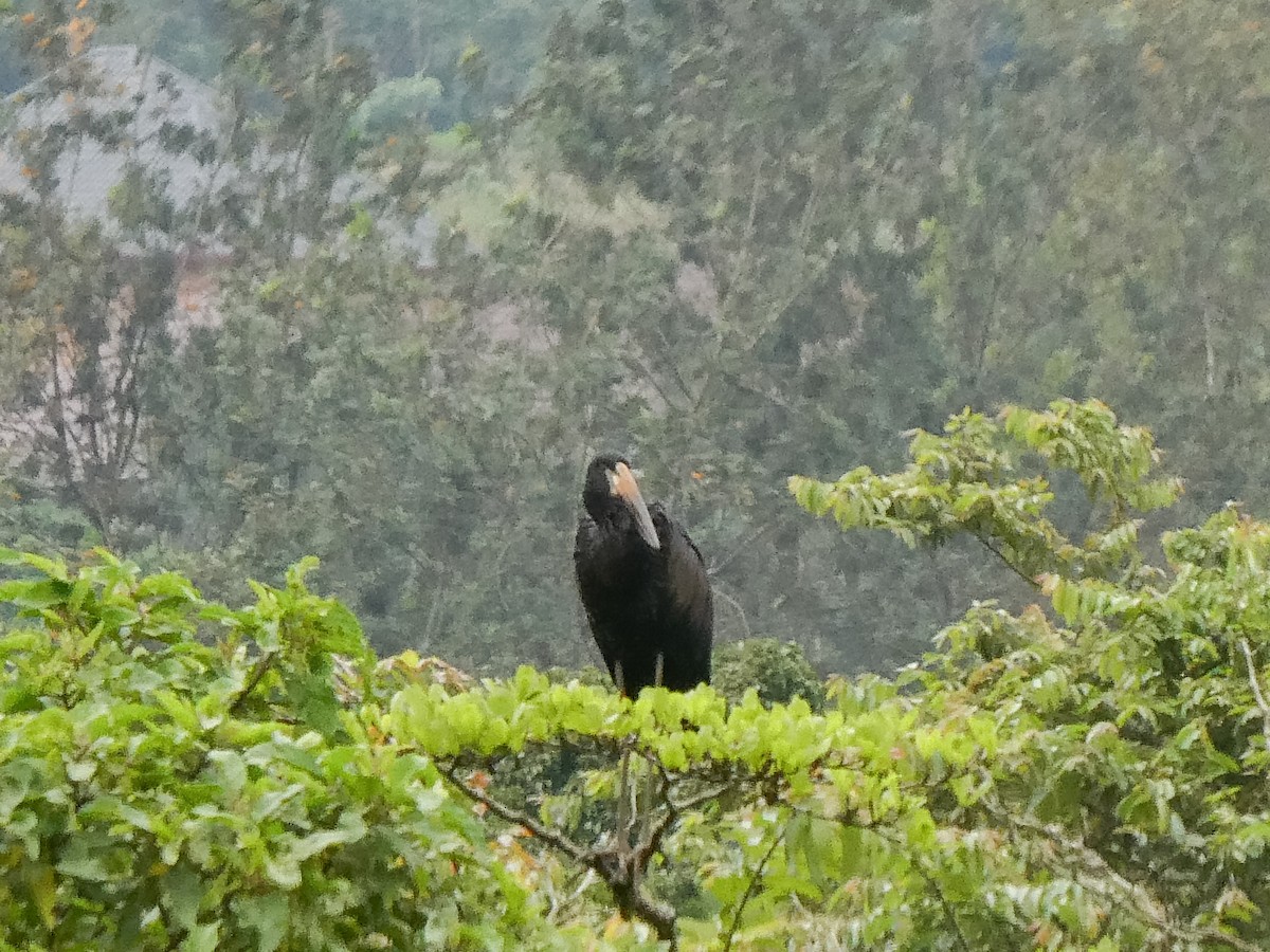 African Openbill - ML615732451