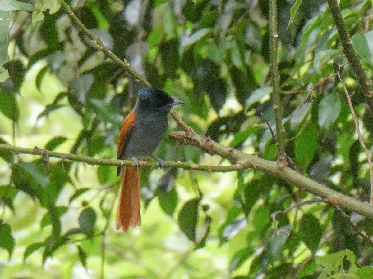 African Paradise-Flycatcher - Jennifer Munley