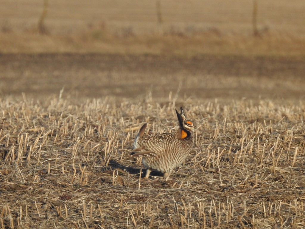 ソウゲンライチョウ - ML615732466