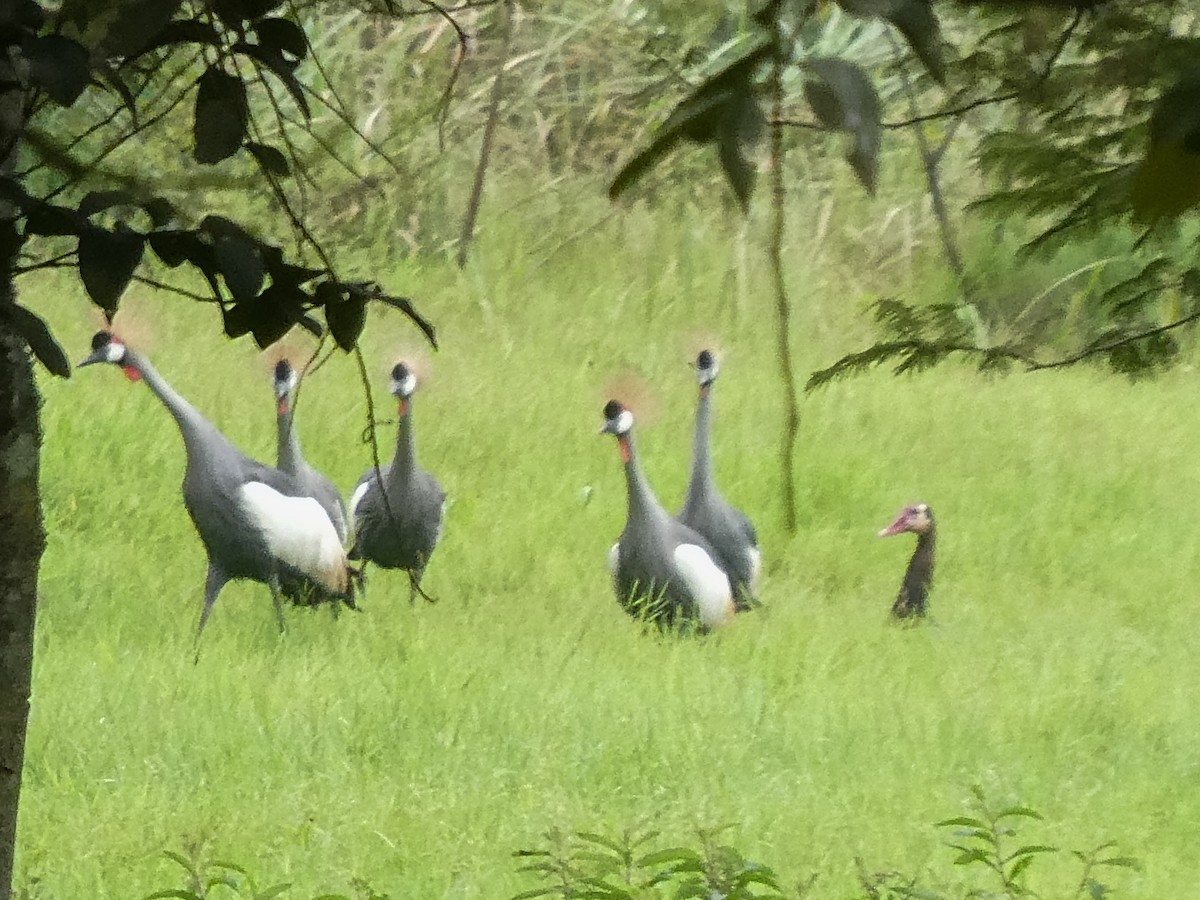 Spur-winged Goose - Jennifer Munley