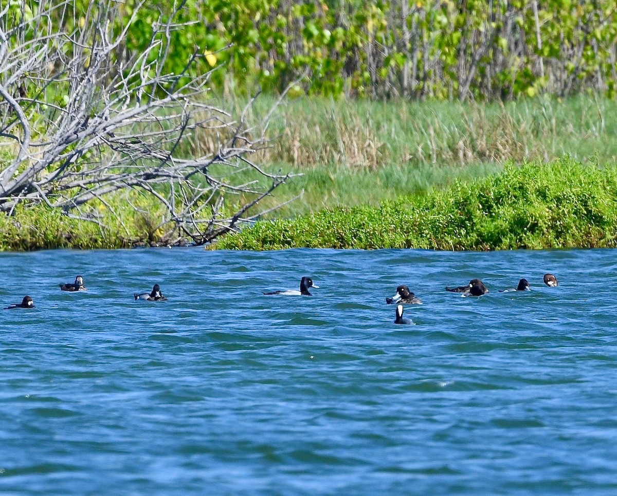 Lesser Scaup - ML615732556