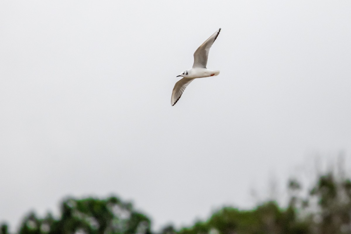 Bonaparte's Gull - Doug Norwood