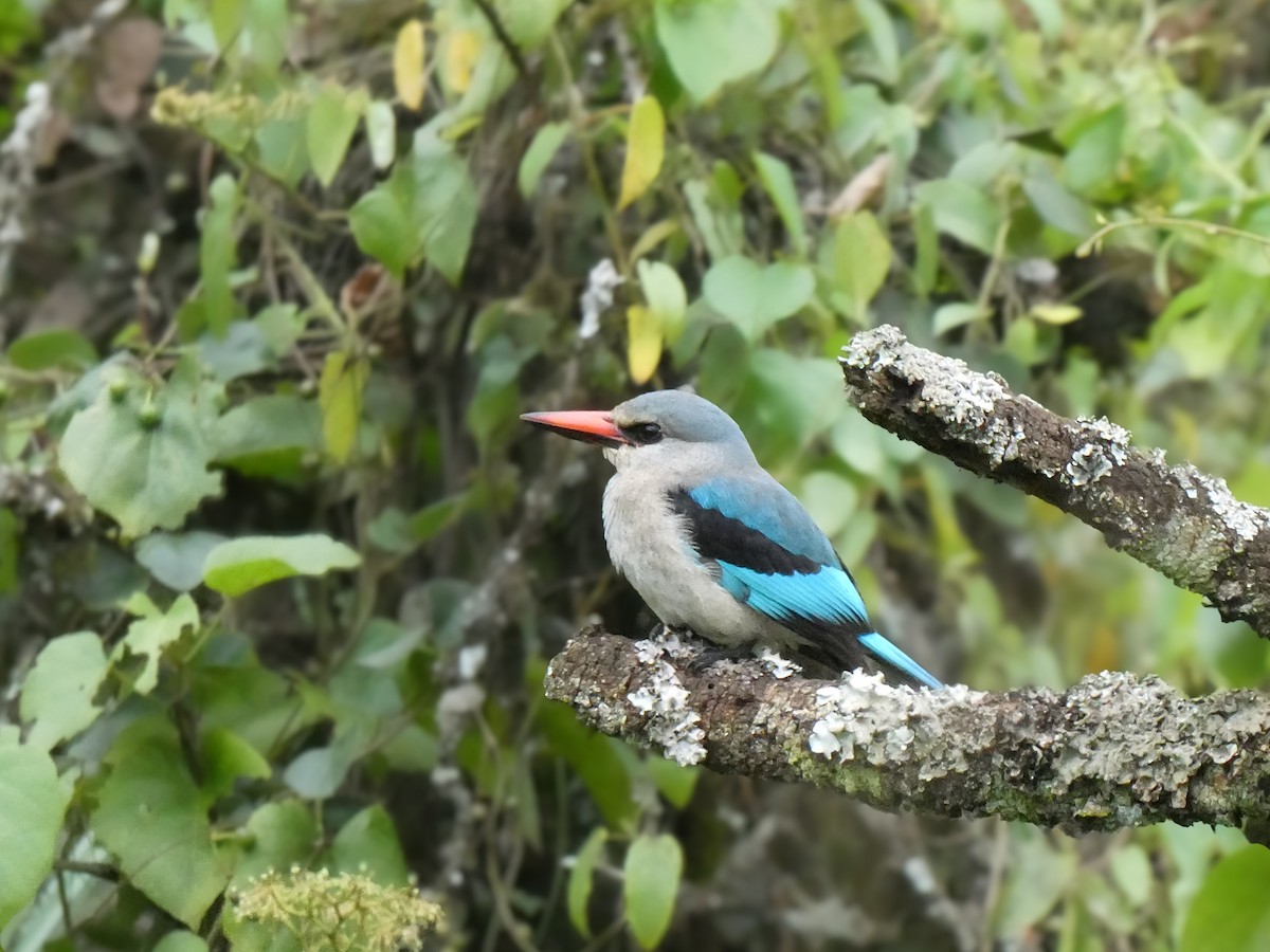 Woodland Kingfisher - ML615732571