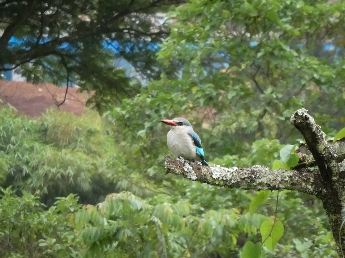 Woodland Kingfisher - Jennifer Munley