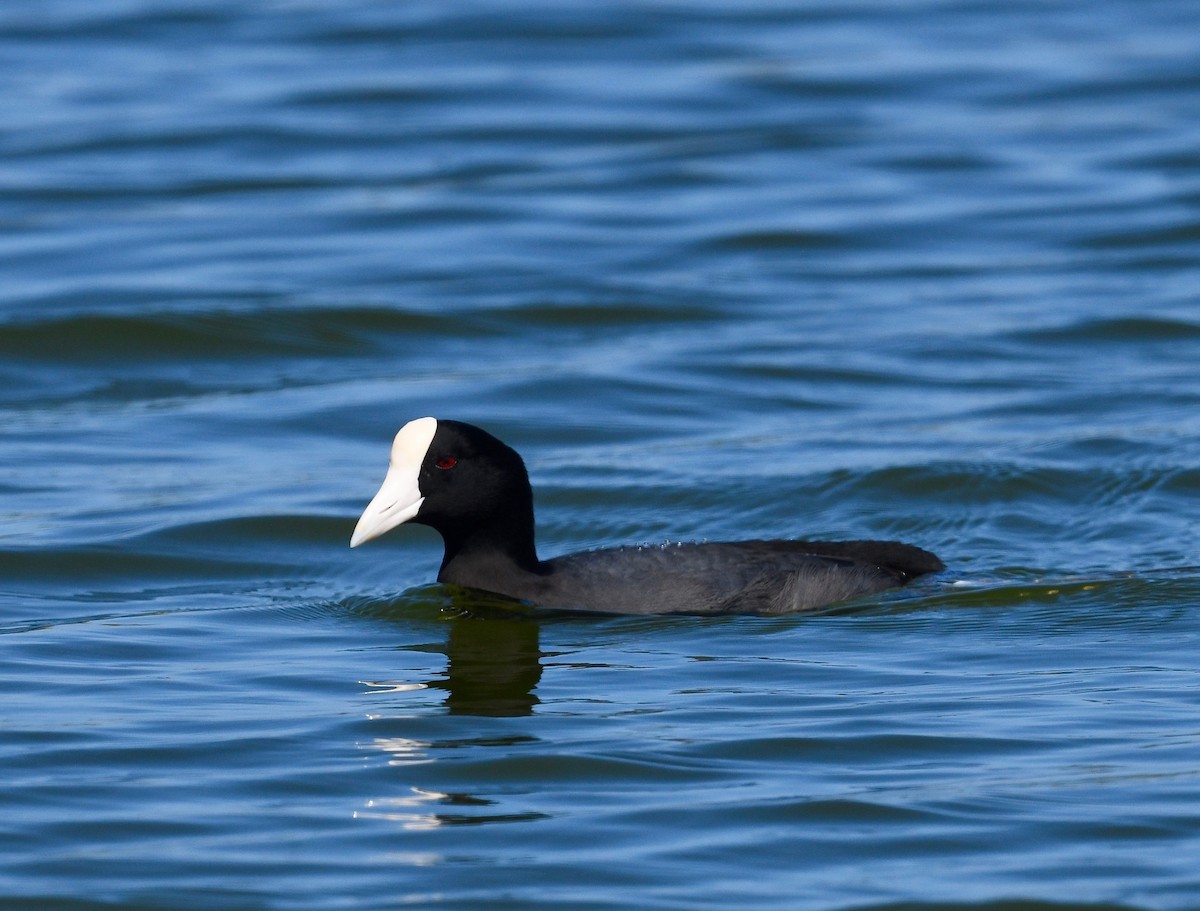 Hawaiian Coot - Win Ahrens