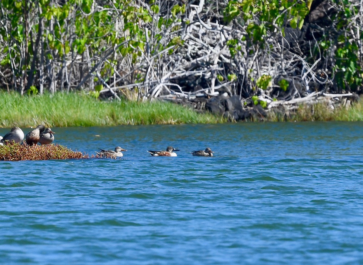 Northern Shoveler - Win Ahrens