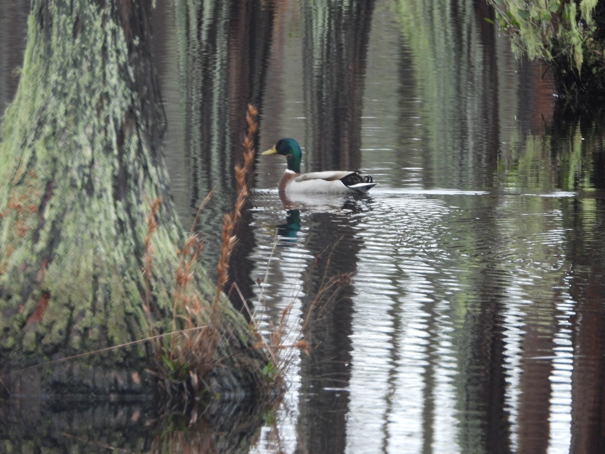 Basahatea - ML615732674