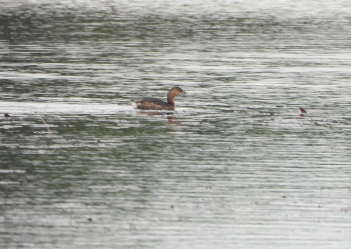 Txilinporta mokolodia - ML615732683