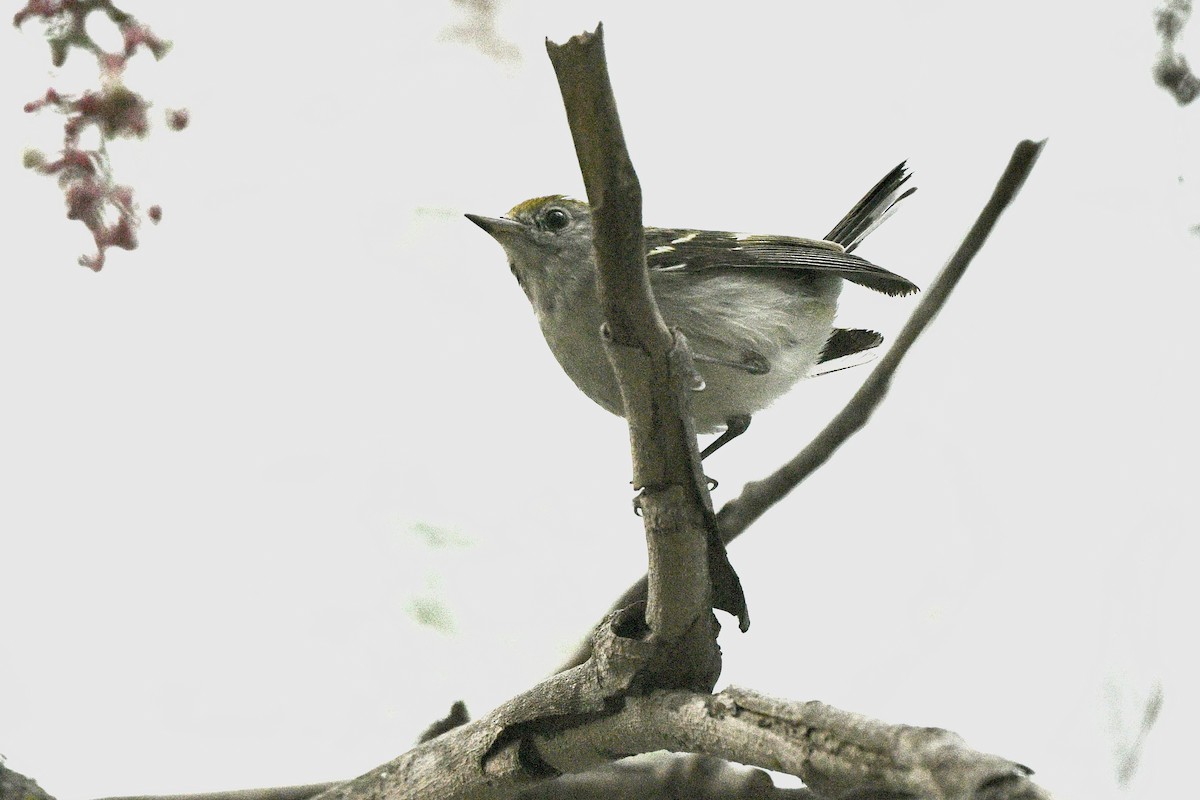 Chestnut-sided Warbler - ML615732684