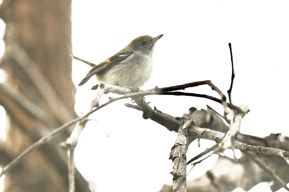 Chestnut-sided Warbler - ML615732688