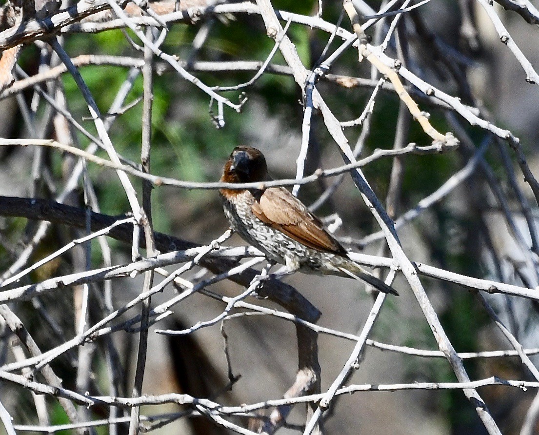 Scaly-breasted Munia - ML615732694