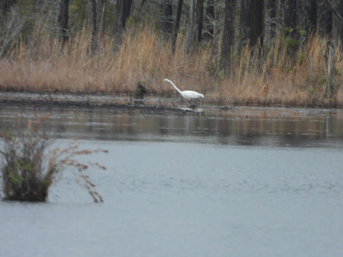 Koartza zuria - ML615732695