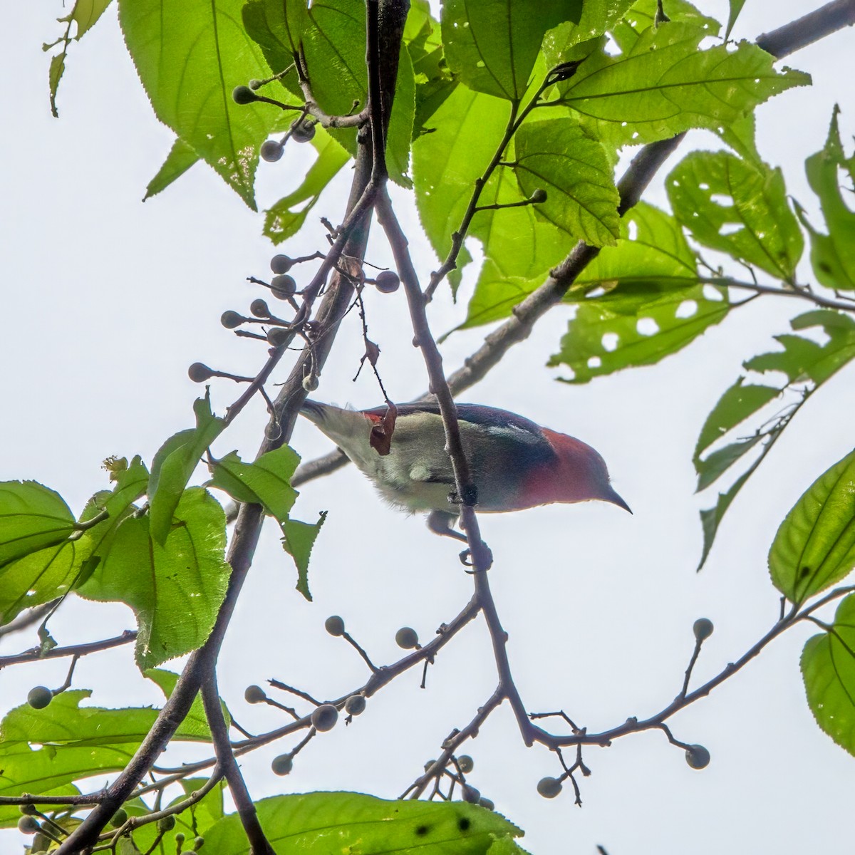 Scarlet-headed Flowerpecker - ML615732713