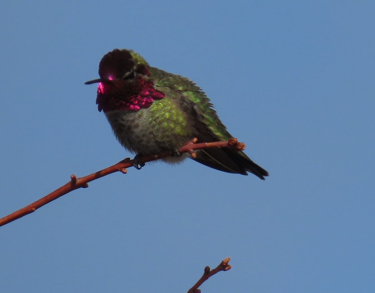 Anna's Hummingbird - ML615732714