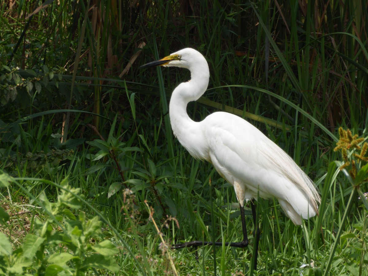 Great Egret - Eric Link