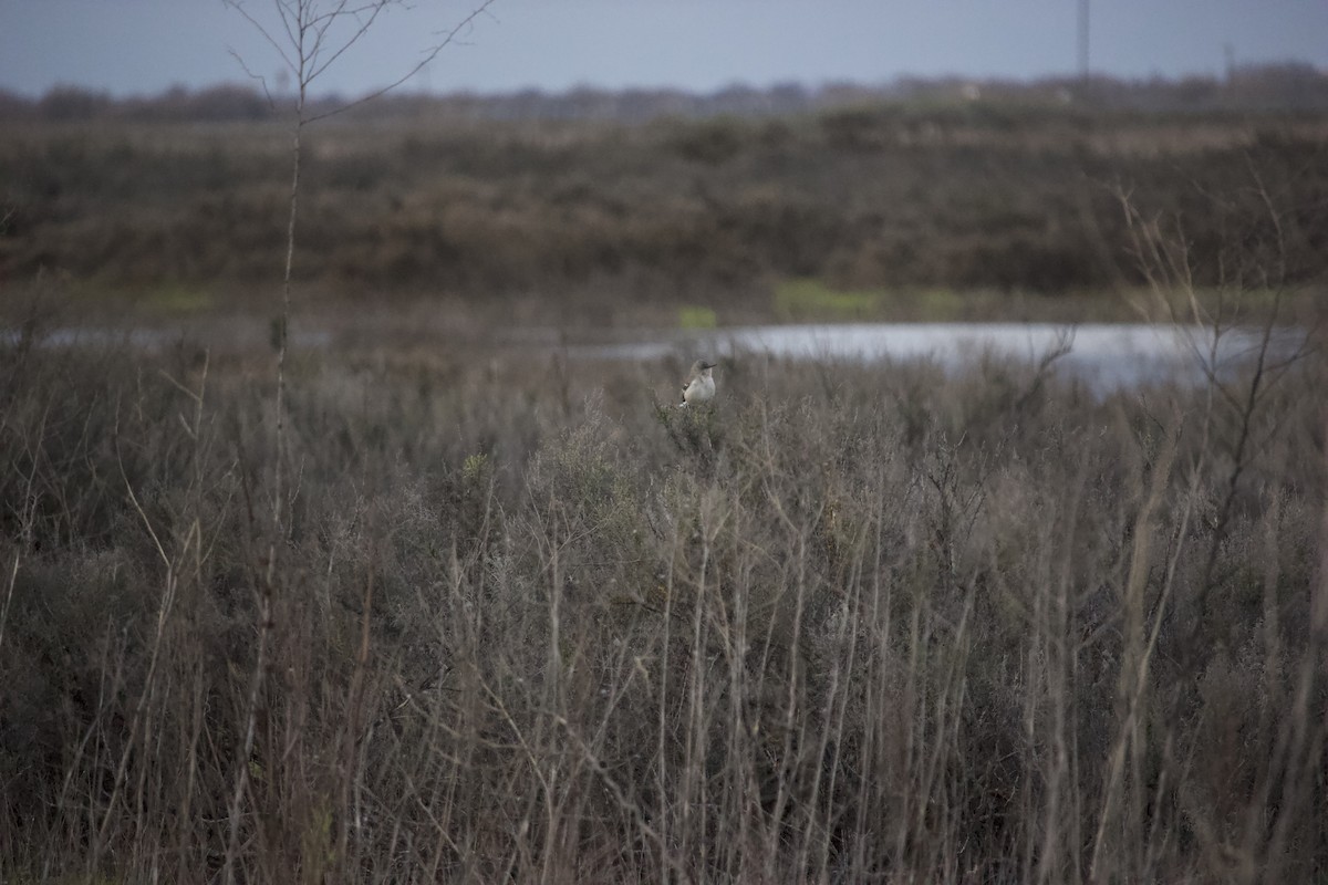 Northern Mockingbird - ML615732716