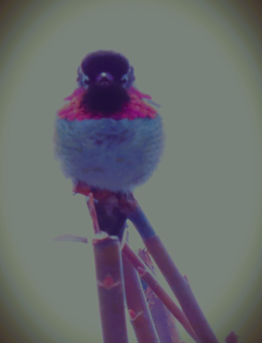 Anna's Hummingbird - ML615732718