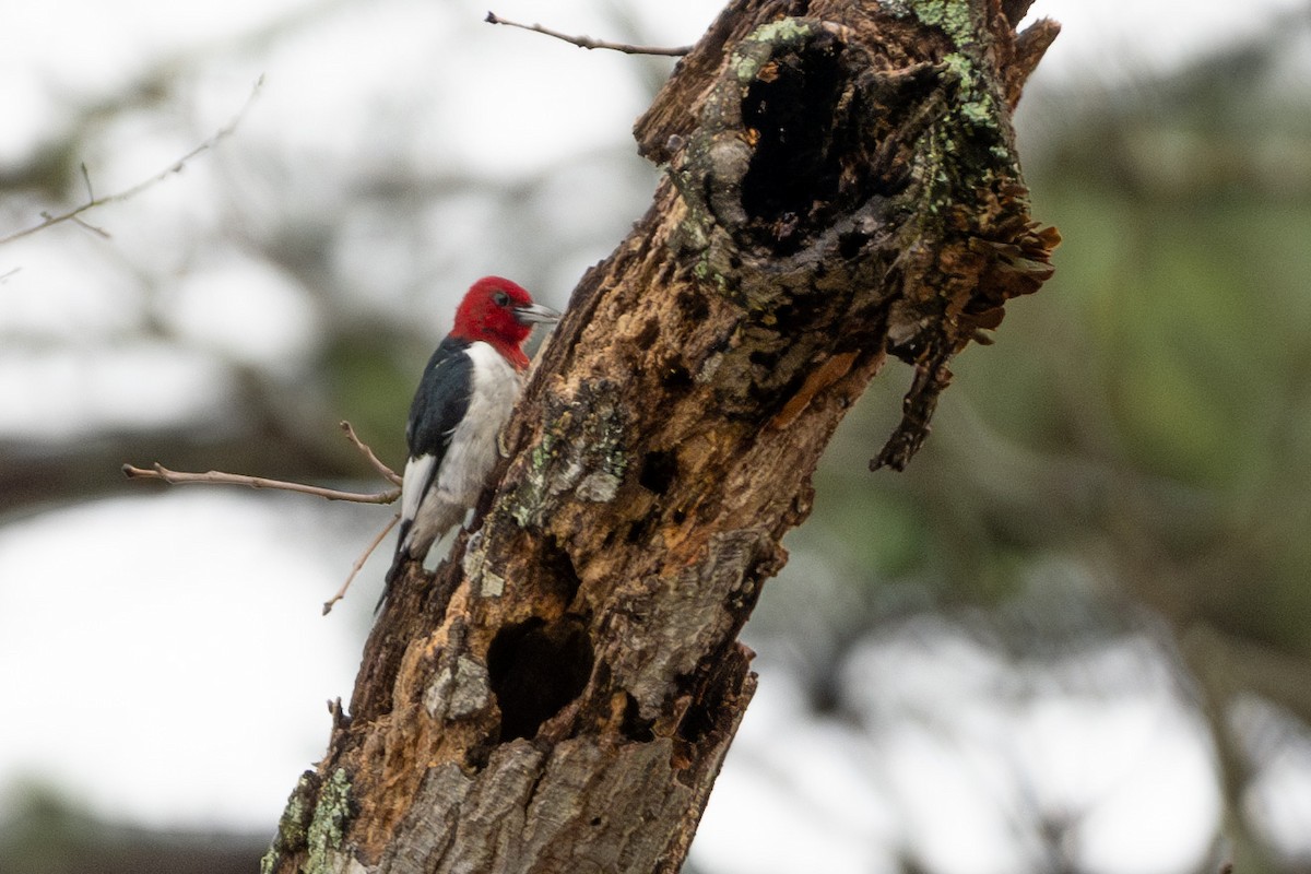 Red-headed Woodpecker - Doug Norwood