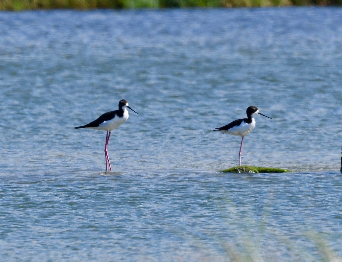 Black-necked Stilt - ML615732727