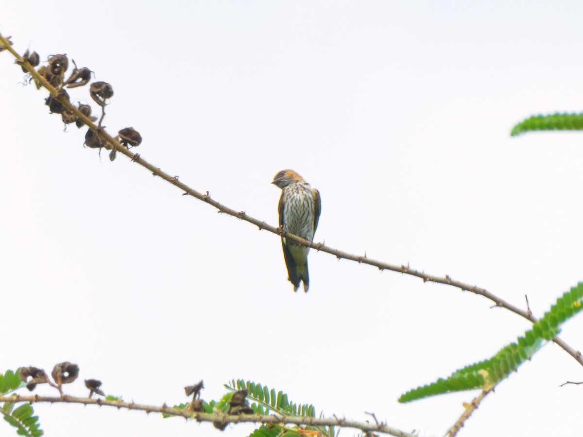 Lesser Striped Swallow - Eric Link