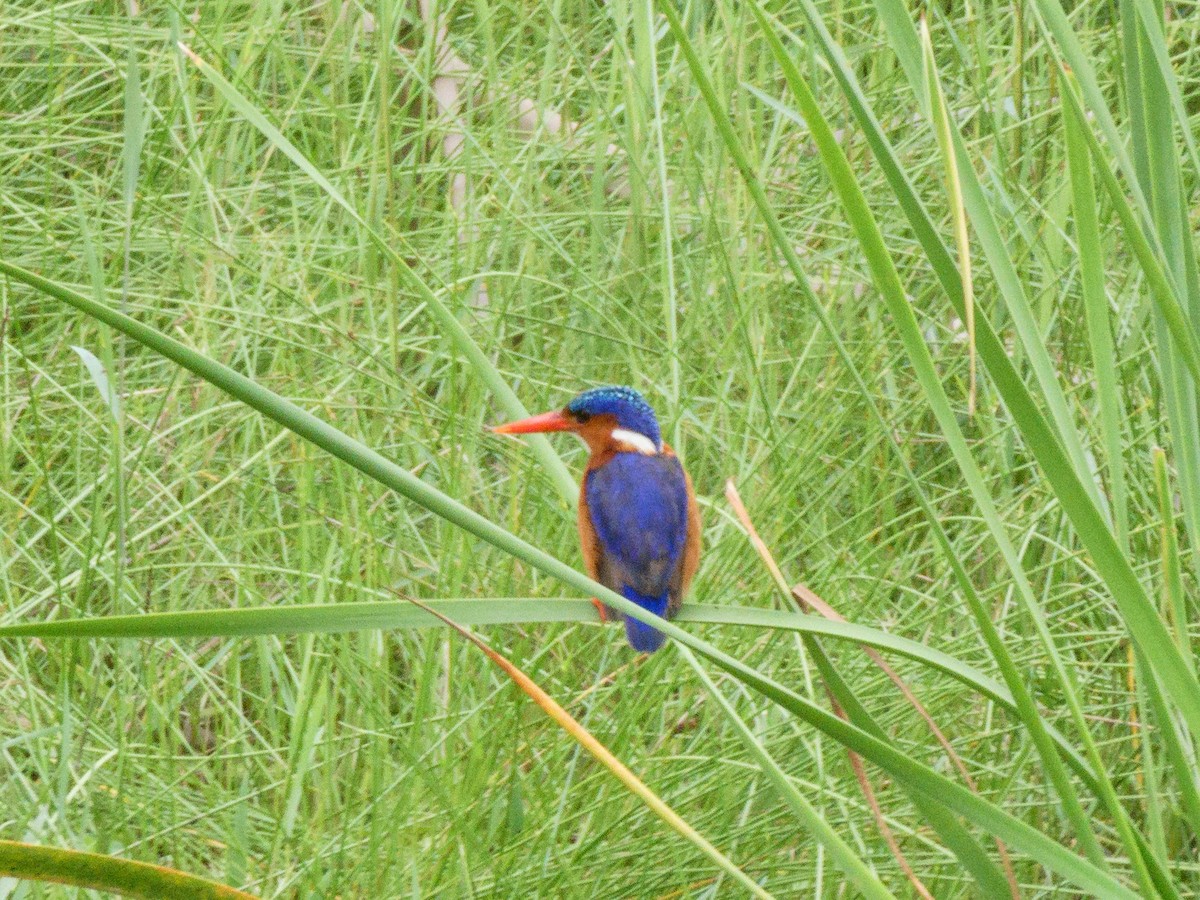 Malachite Kingfisher - Eric Link