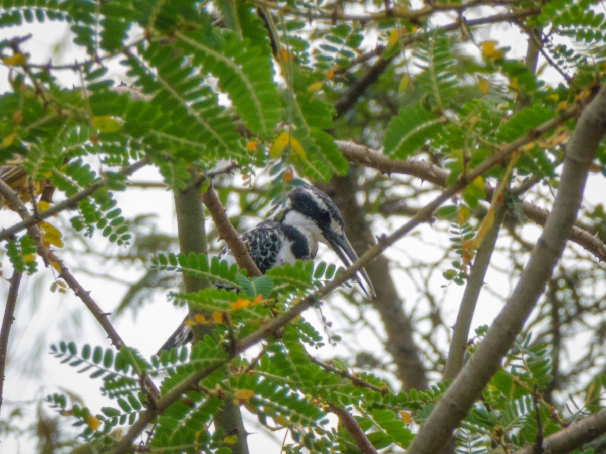 Pied Kingfisher - Eric Link