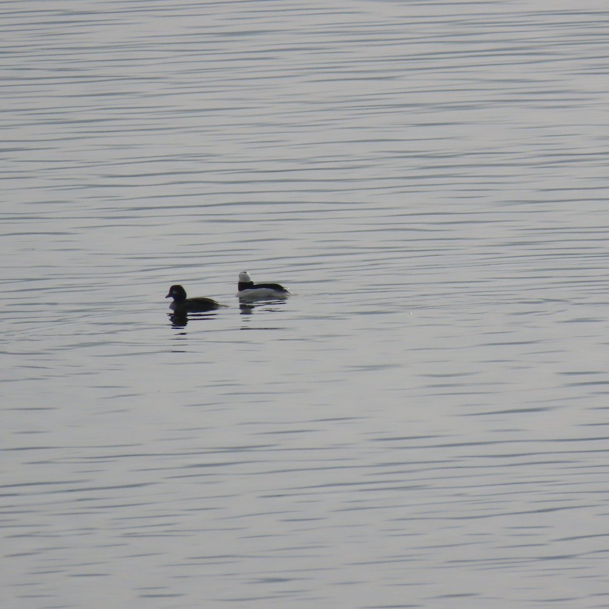 Bufflehead - ML615732766