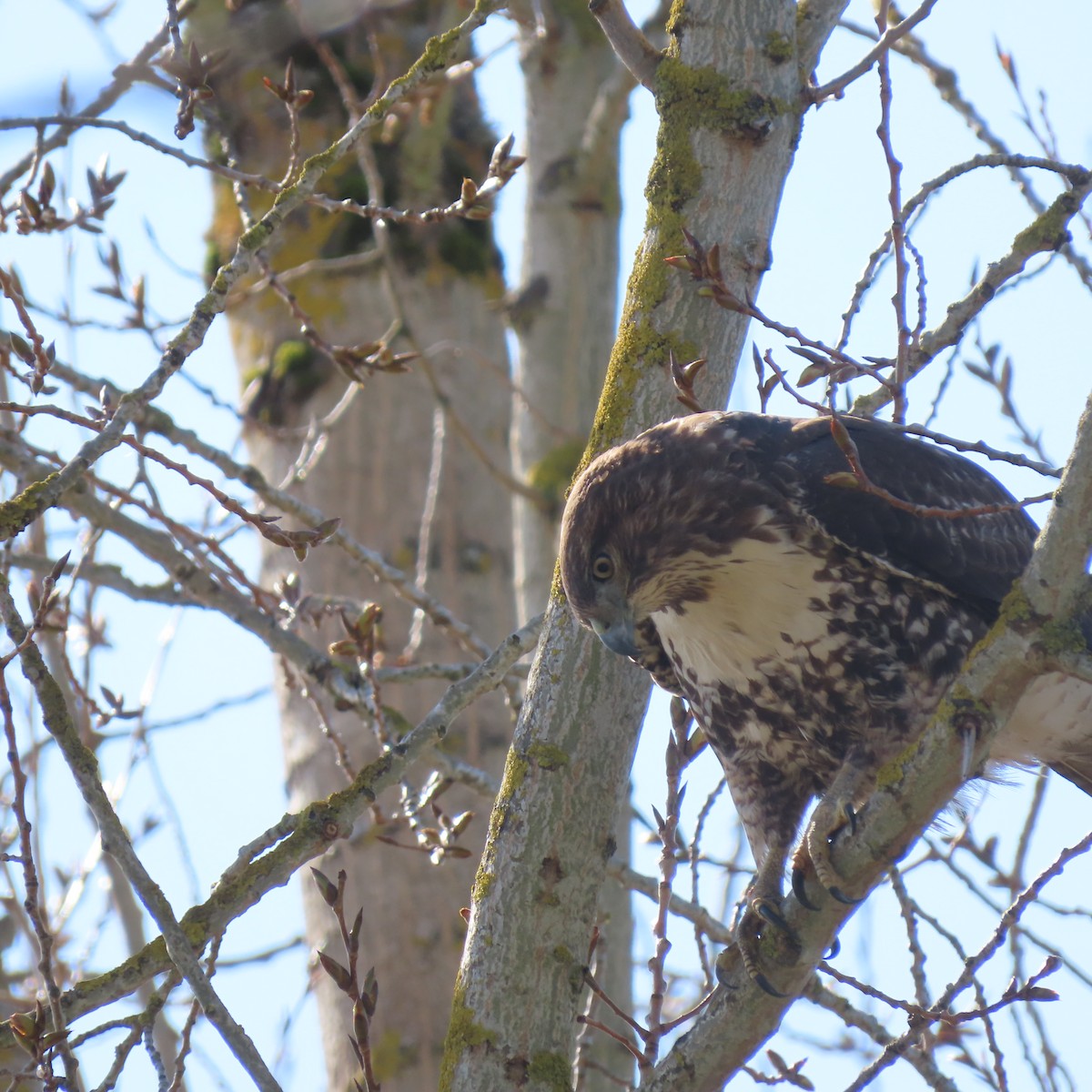 Red-tailed Hawk - ML615732784