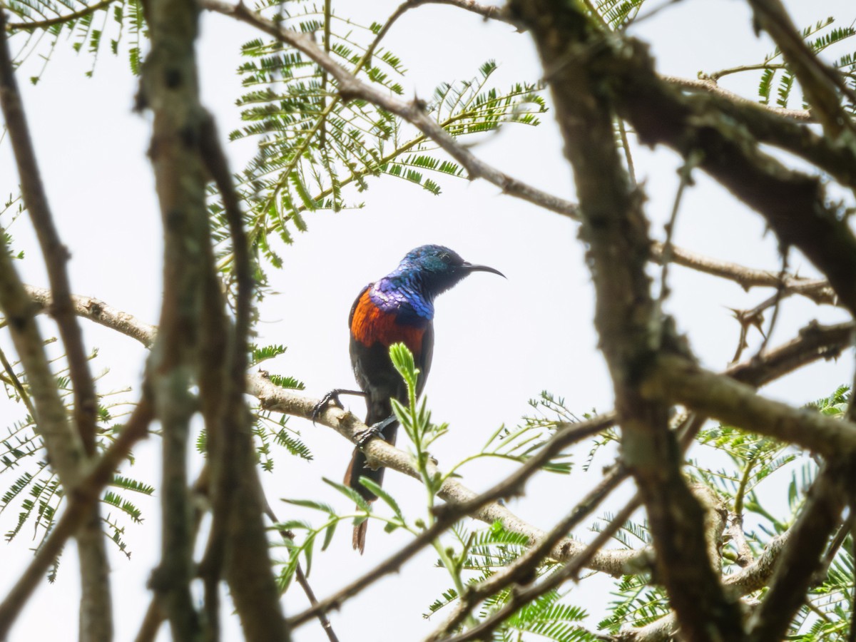 Red-chested Sunbird - ML615732787